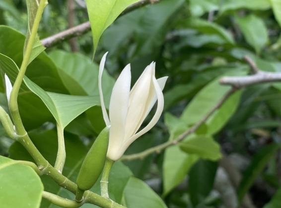 玉蘭花象徵意義 玉蘭花象徵意義