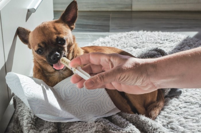 胰臟炎恢復期 胰臟炎恢復期