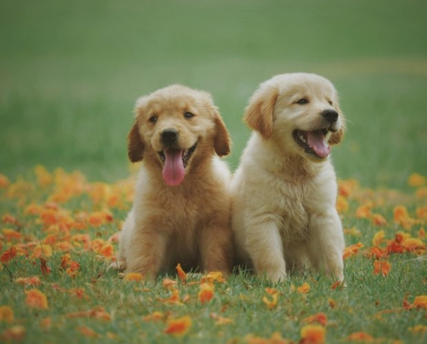 黃金獵犬性格 黃金獵犬性格