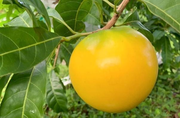 黃金果吃法 黃金果吃法