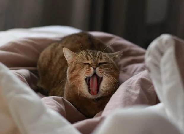 貓咪眼睛紅腫 貓咪眼睛紅腫