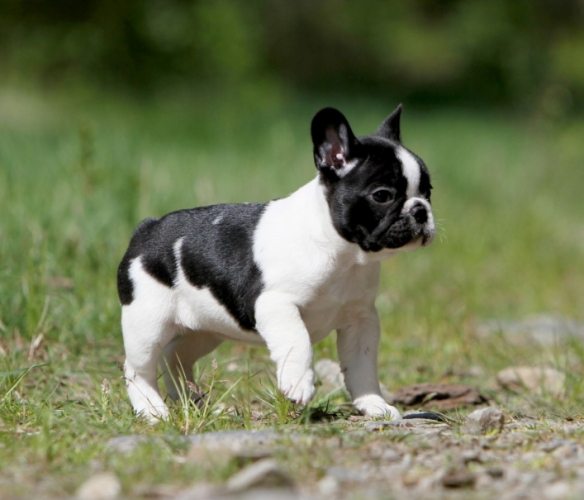 法國鬥牛犬平均壽命 法國鬥牛犬平均壽命