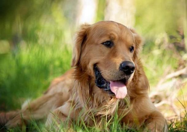 狗狗鼻竇炎症狀 狗狗鼻竇炎症狀