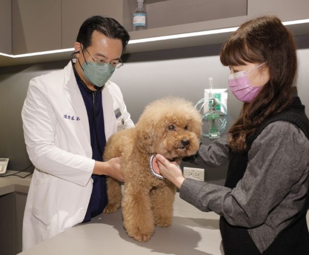 寵物住院一天多少錢 寵物住院一天多少錢