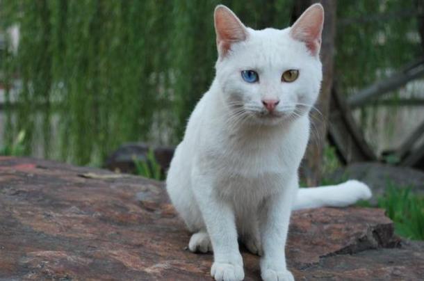 白色波斯貓飼養 白色波斯貓飼養