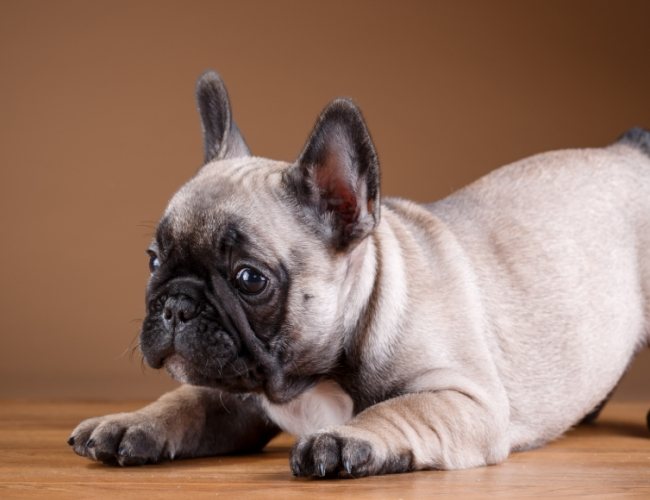 延長法國鬥牛犬壽命 延長法國鬥牛犬壽命