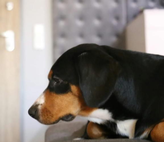 狗嘔吐黃色液體 狗嘔吐黃色液體