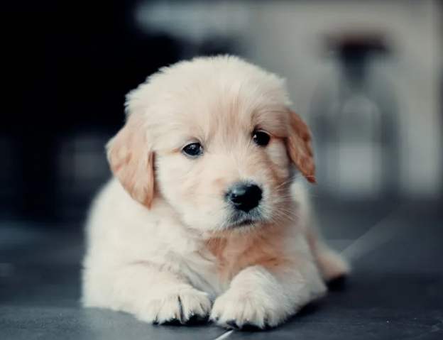 養狗注意事項 養狗注意事項