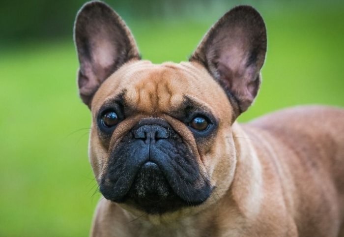 法鬥成犬飼養 法鬥成犬飼養