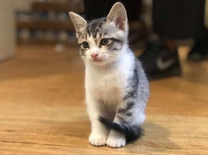 貓咪斷奶過程 貓咪斷奶過程