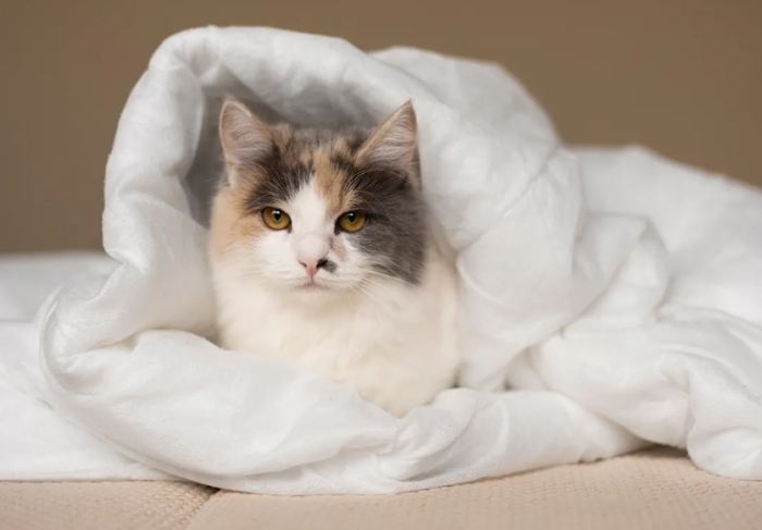 貓疫苗接種副作用