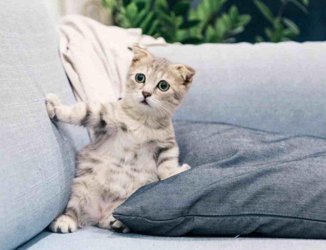 貓咪領養必需品 貓咪領養必需品