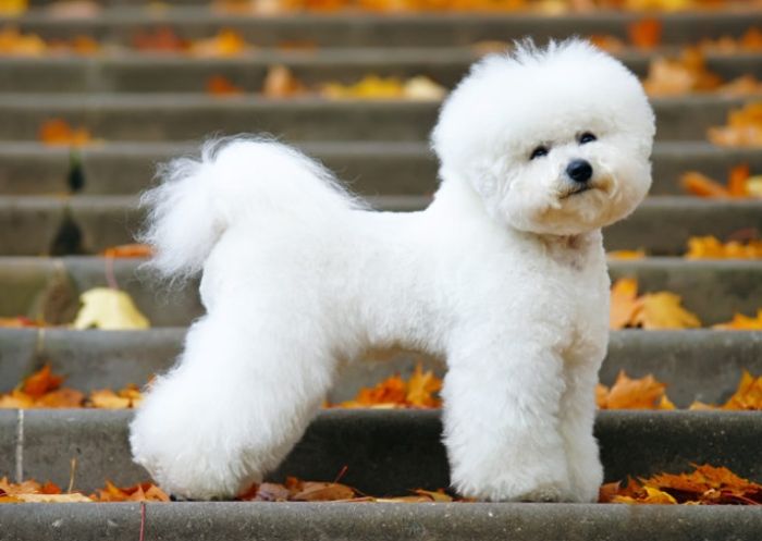 狗毛髮保健食品 狗毛髮保健食品