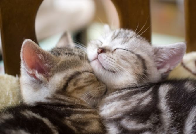 貓咪領養指南 貓咪領養指南