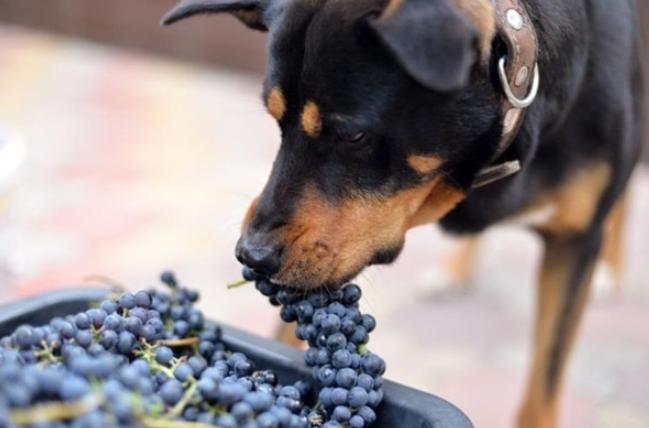葡萄對狗的毒性 葡萄對狗的毒性