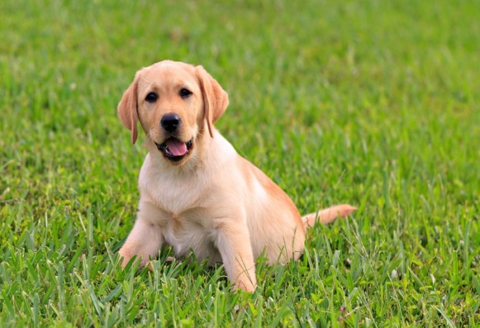 延长拉布拉多寿命 延长拉布拉多寿命