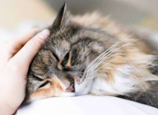 貓瘟痊癒照護 貓瘟痊癒照護