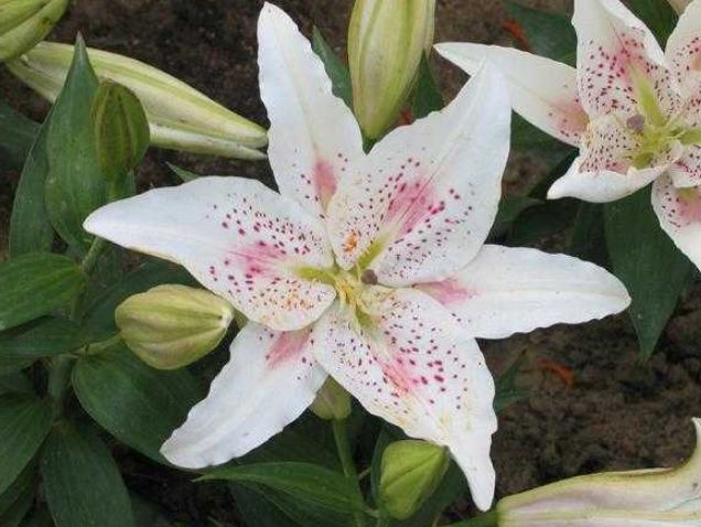 百合花毒性 百合花毒性