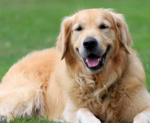 金毛犬缺点 金毛犬缺点