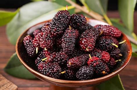 桑葚食用禁忌 桑葚食用禁忌