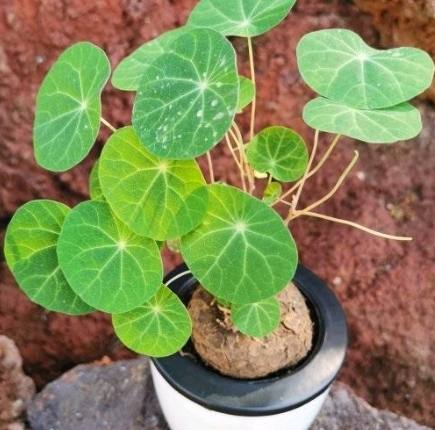 山烏龜養護技巧 山烏龜養護技巧