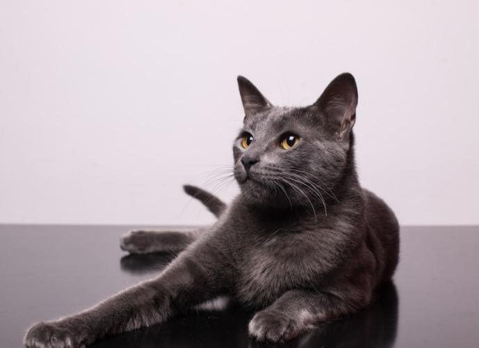 公貓結紮體重標準