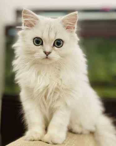 貓瘟痊癒照護 貓瘟痊癒照護