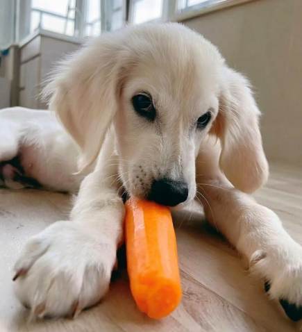 狗吃芋頭安全 狗吃芋頭安全