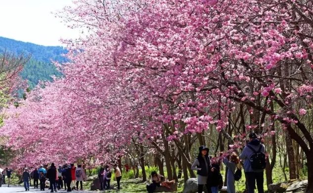 台灣櫻花季節 台灣櫻花季節