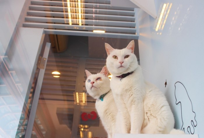 帶寵物住宿台北 帶寵物住宿台北