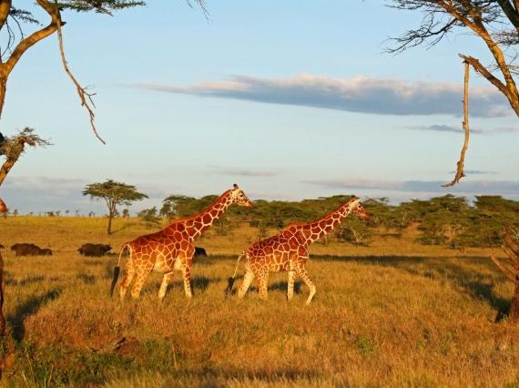 非洲動物遷徙旅行 非洲動物遷徙旅行