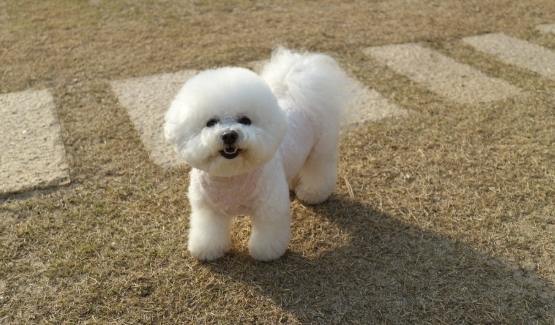 比熊犬飼養 比熊犬飼養