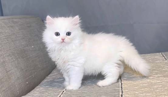 波斯貓性格特點 波斯貓性格特點