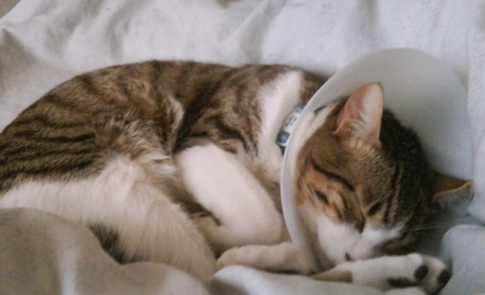 貓咪眼睛睜不開 貓咪眼睛睜不開