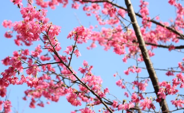 台灣櫻花季節 台灣櫻花季節