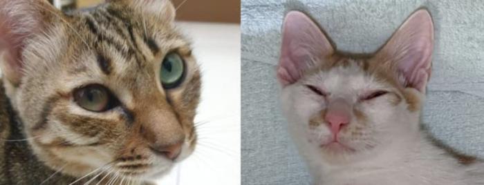 貓咪眼睛紅腫 貓咪眼睛紅腫