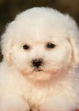 比熊犬購買費用 比熊犬購買費用