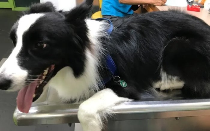 公狗結紮副作用 公狗結紮副作用