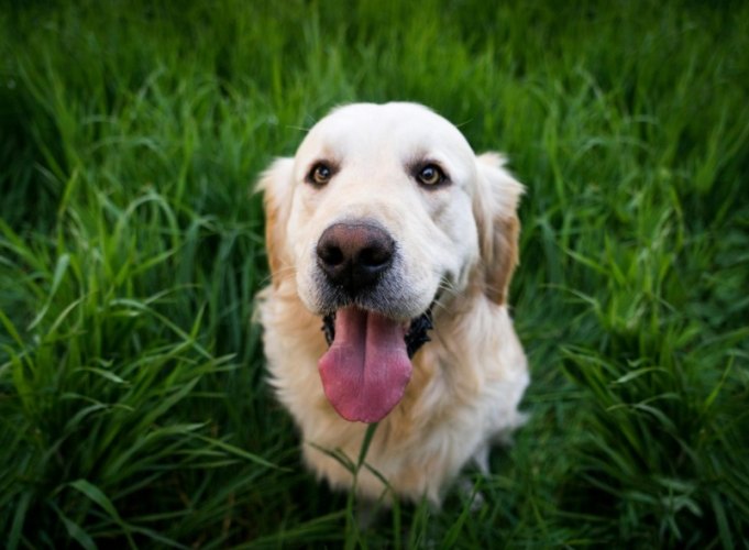 黃金獵犬性格 黃金獵犬性格