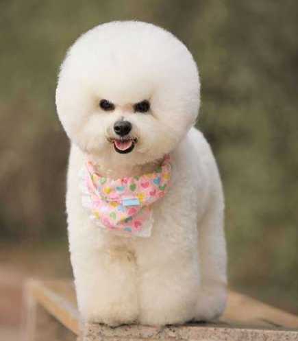 比熊犬價格 比熊犬價格