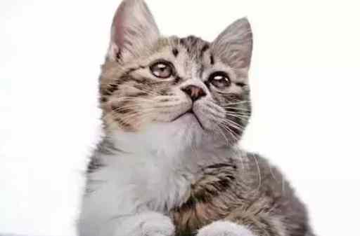 细小病毒治疗 细小病毒治疗