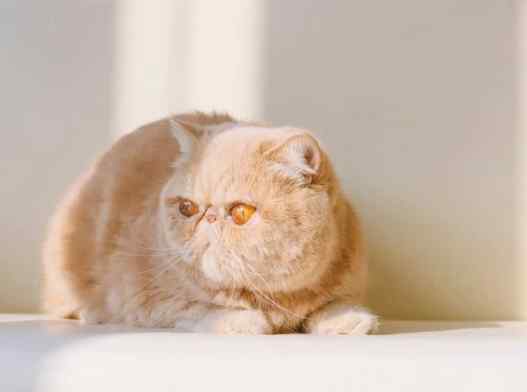 貓咪親近方法 貓咪親近方法