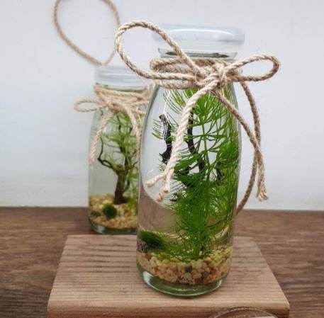 水草養殖技巧 水草養殖技巧