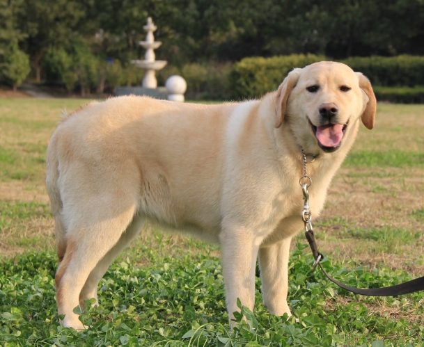 拉布拉多饲养注意事项