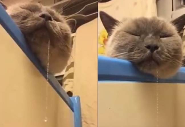 貓開心行為 貓開心行為