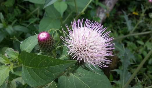 雞角刺健康功效 雞角刺健康功效