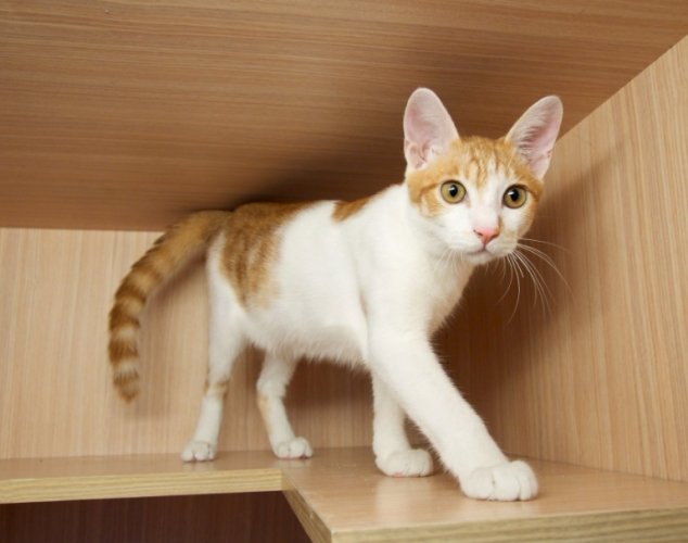 貓瘟預防方法 貓瘟預防方法