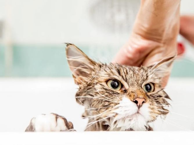 貓咪洗澡步驟 貓咪洗澡步驟