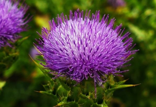 水飛薊副作用全攻略：常見風險、症狀與安全使用指南