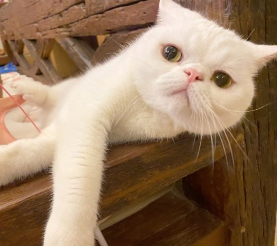 扁臉貓護理 扁臉貓護理